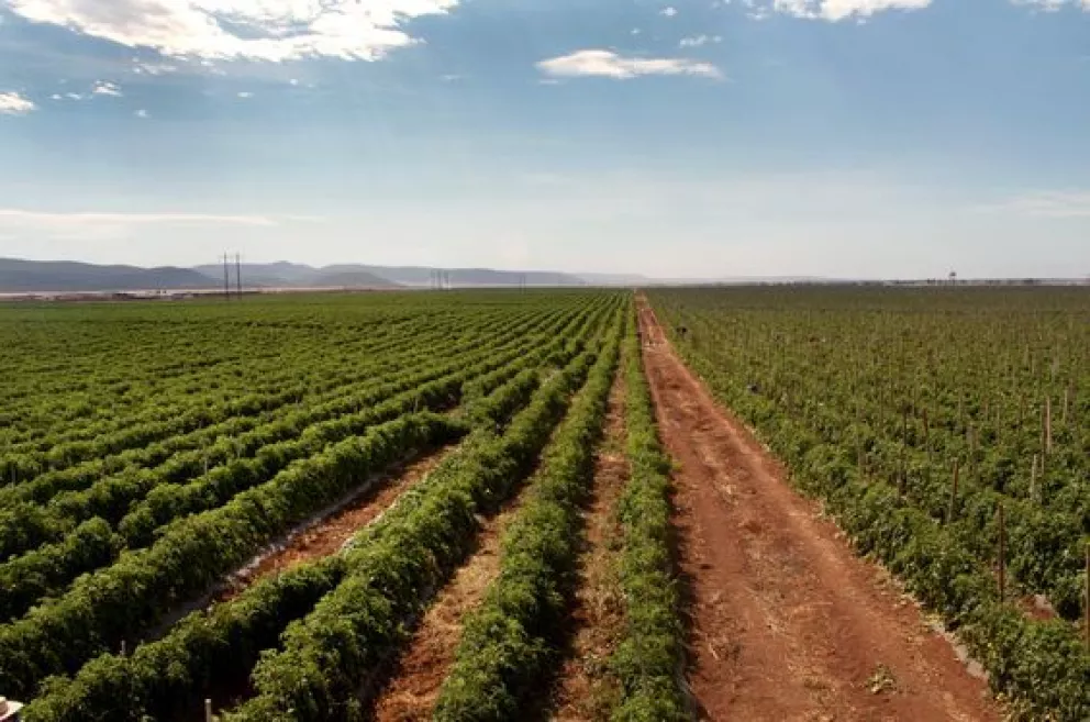 Los 5 Principales Productos Agrícolas en Sinaloa
