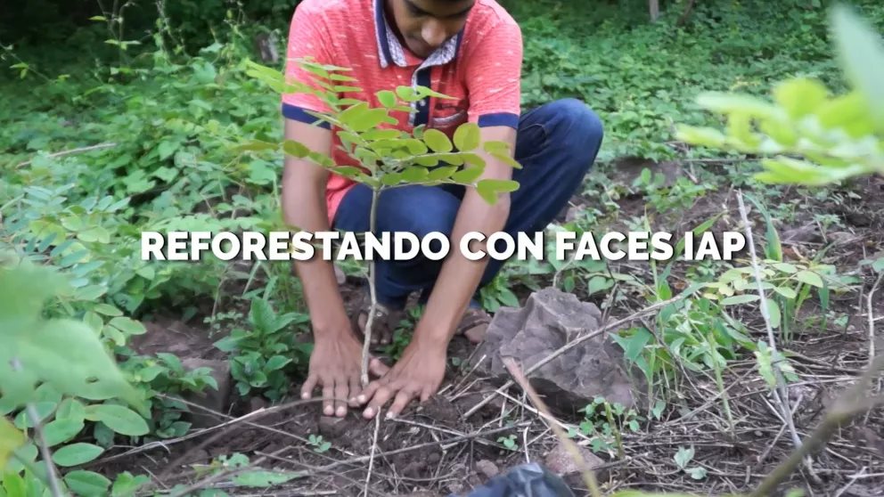 Reforestación en Sinaloa con apoyo de FACES y Gobierno