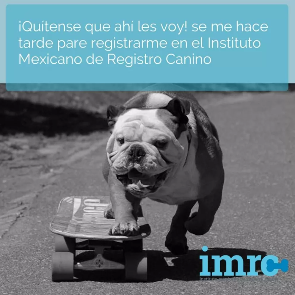 Registro de Mascotas por Internet en Sinaloa.