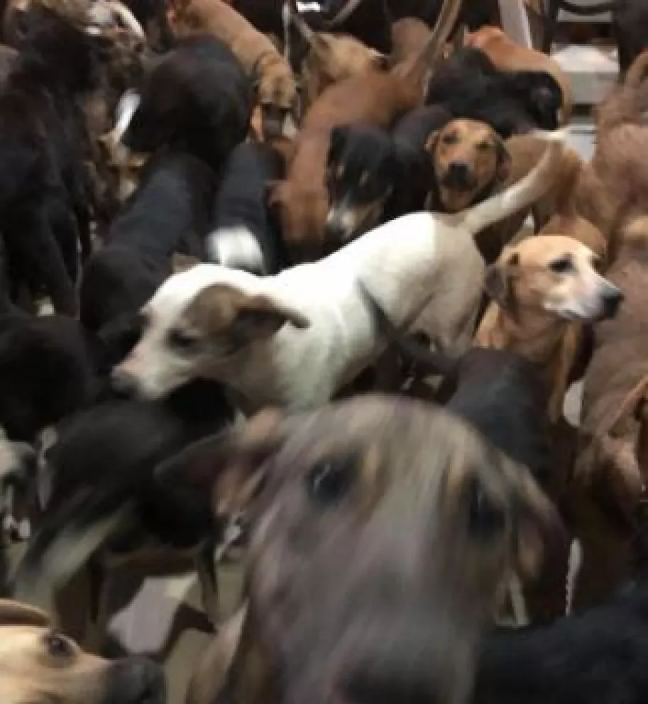 Mexicano protegió del huracán Delta a 300 perros en su casa