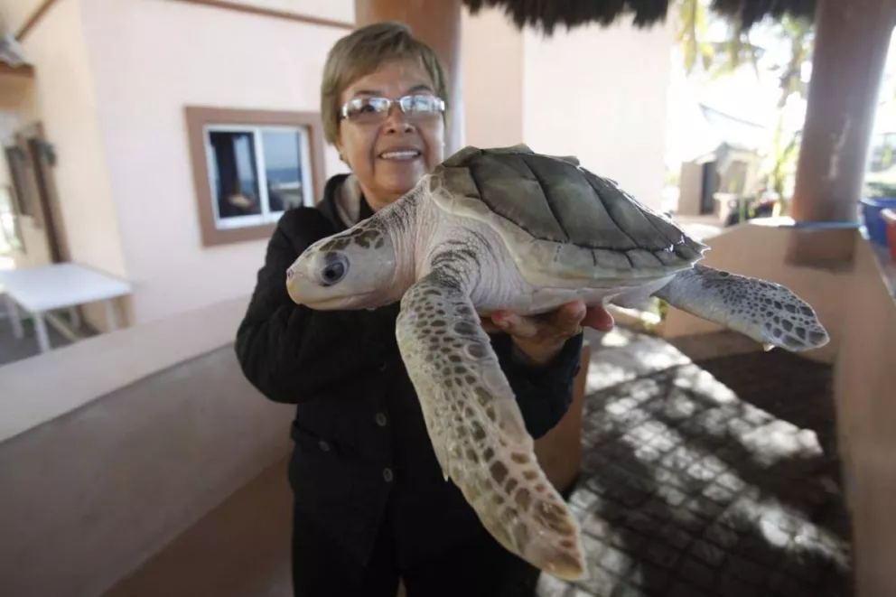 Premio nacional por salvar tortugas en Playa de Mazatlán