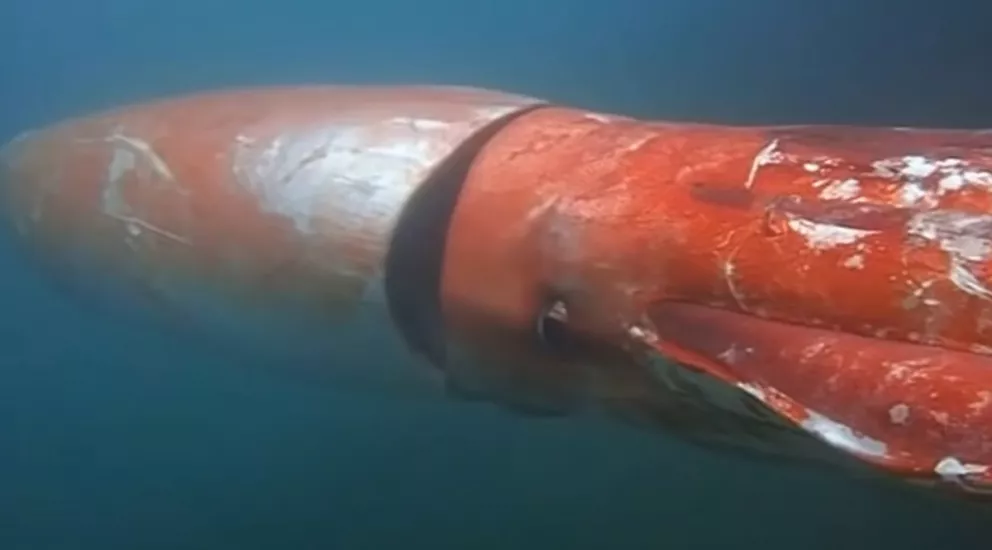 Buzo capta a calamar gigante de tres metros.