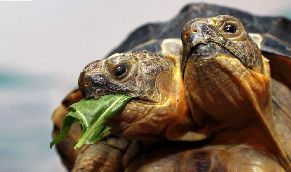 La tortuga de dos cabezas cumple 25 años de edad. Foto: Getty Images Fuente: The Epoch Times en español