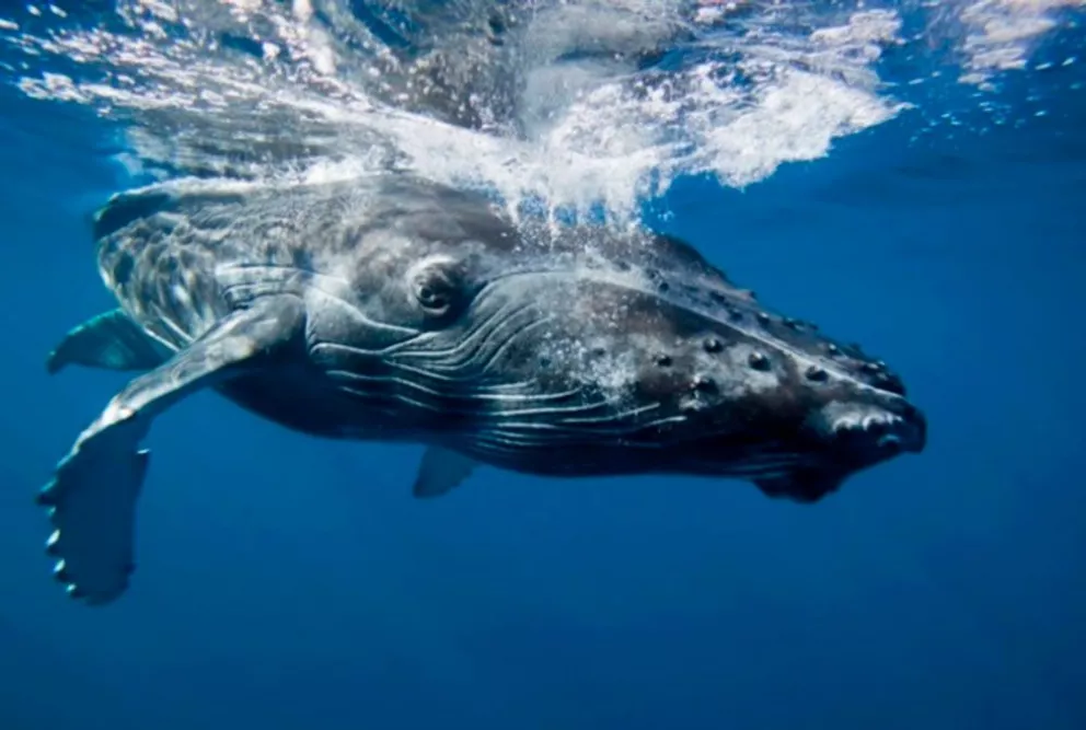 La costa del pacífico y mar de cortés son refugio invernal para las ballenas