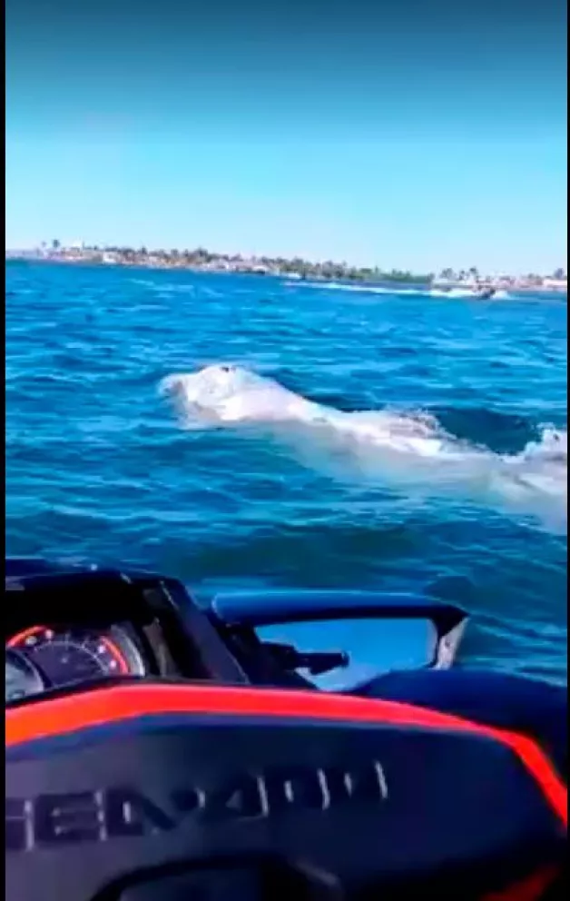 [VIDEO] Turistas descubren ballena en la bahía de Altata