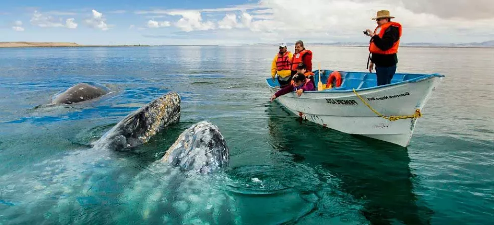 Las ballenas en México se retiran de la costa del Pacífico