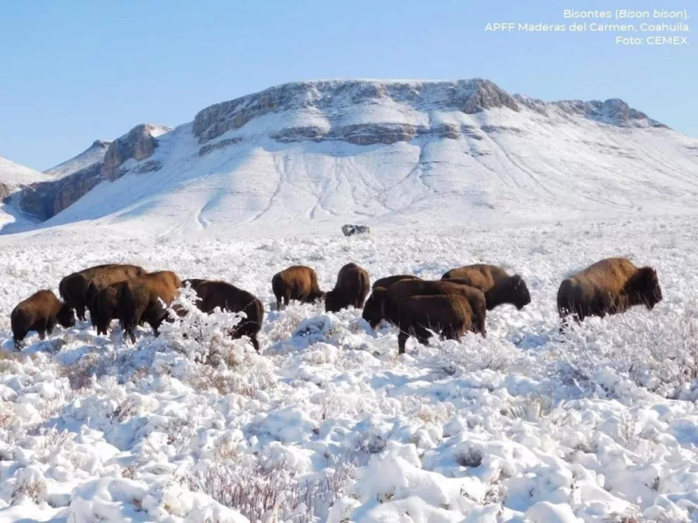 Volvieron los bisontes americanos de México a 100 años después de desaparición