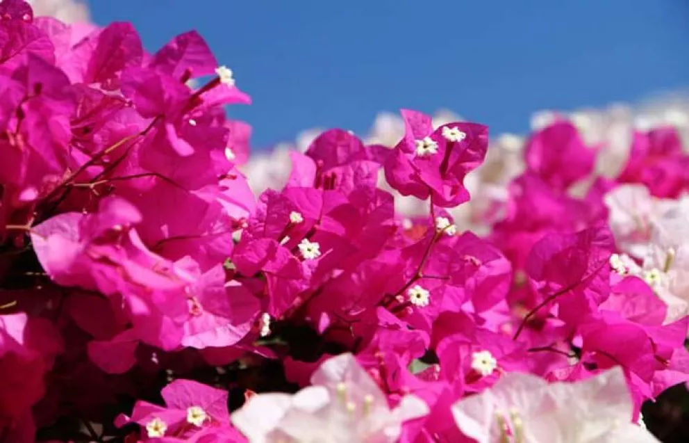 La bugambilia una bella flor con propiedades medicinales