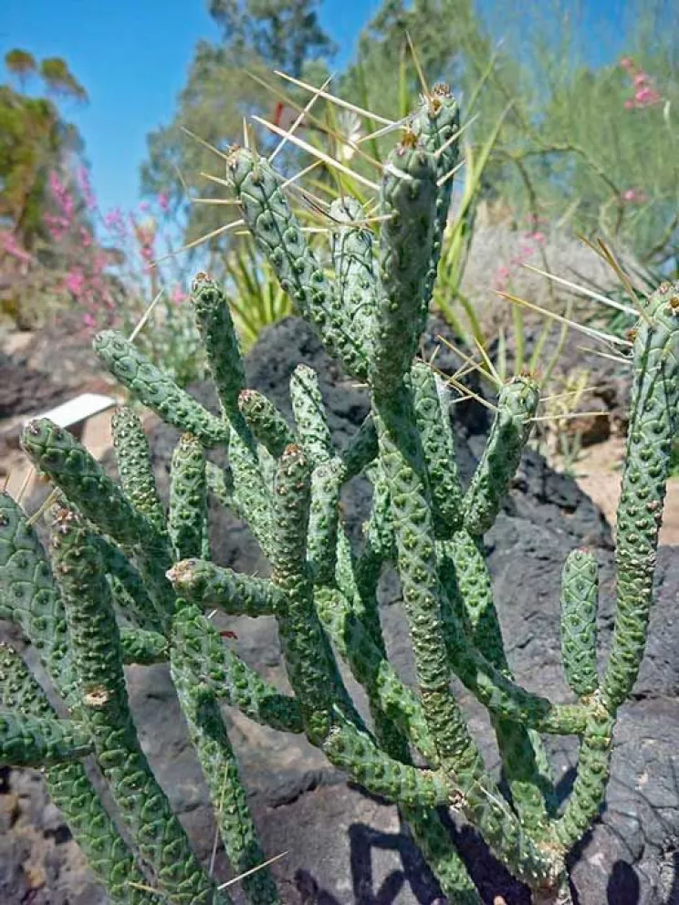 Importancia de los cactus en Culiacán