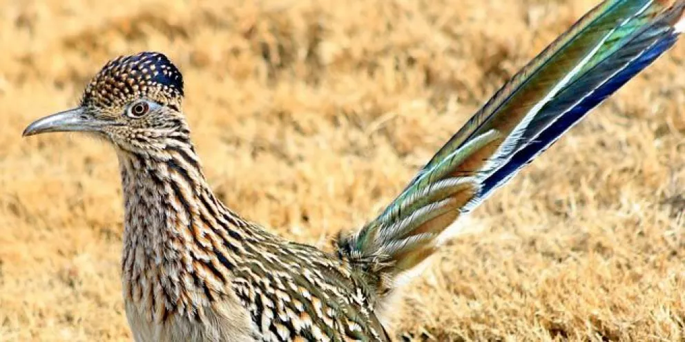 El correcaminos ave de mal agüero en Sinaloa