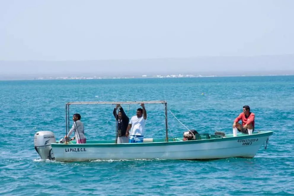 Pescadores restauran pesca en La Paz BCS