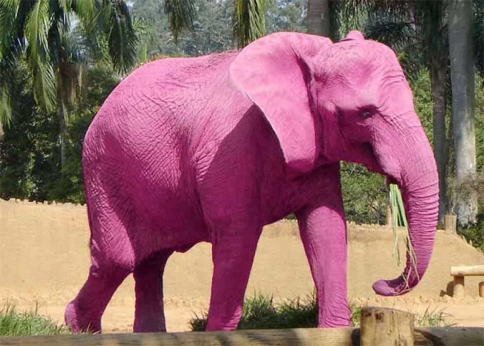 Apareció el elefante rosa en Culiacán