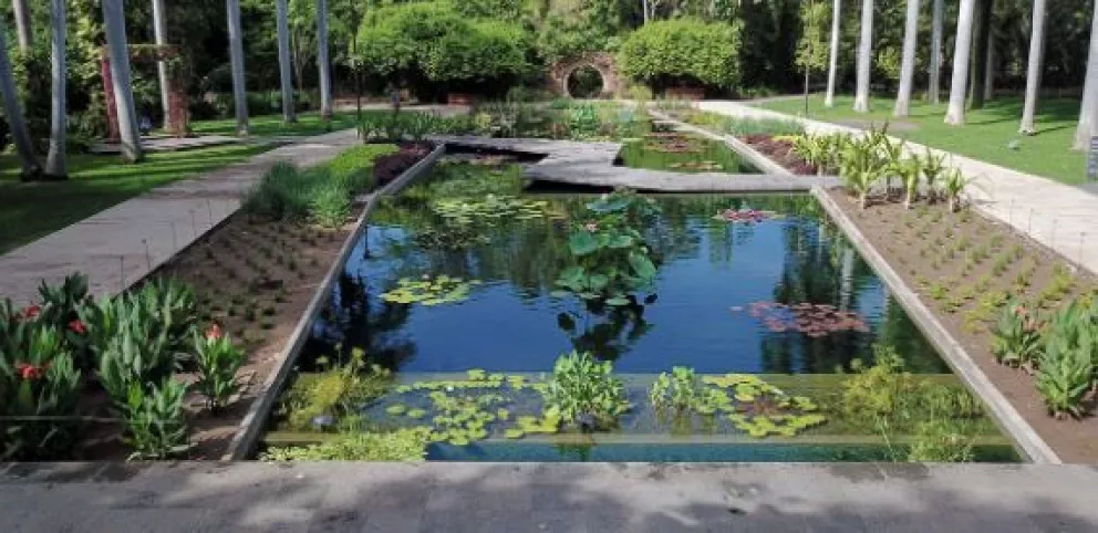 ¡Vamos a conocer las nuevas especies del estanque en Jardín Botánico!