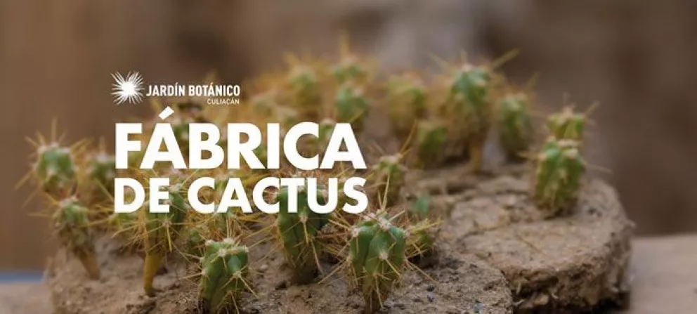 Fábrica de cactus en el Botánico, cine familiar y más eventos en Culiacán