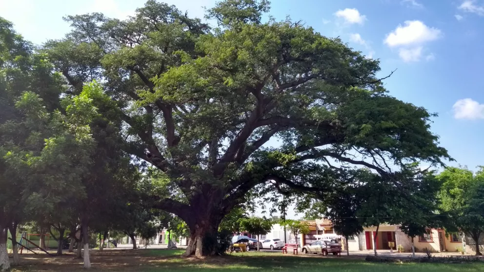 Los árboles de Culiacán son hermosos, dice Fernando Payán ganador de concurso