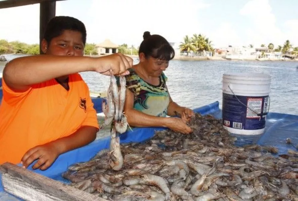Inicia la captura de camarón en Bahía de Altata con optimismo