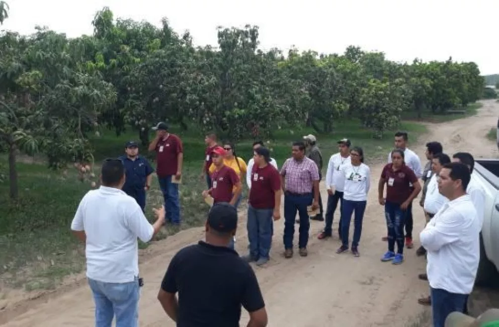 Control de floración desfasa cosechas de mango en Sinaloa
