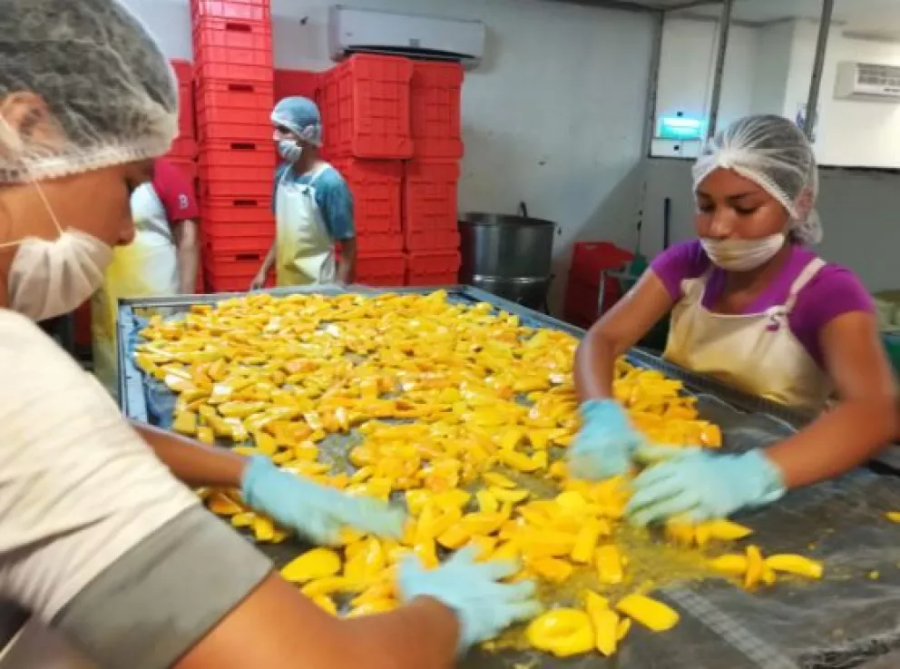Crece producción de mango Ataulfo en un 354% en México