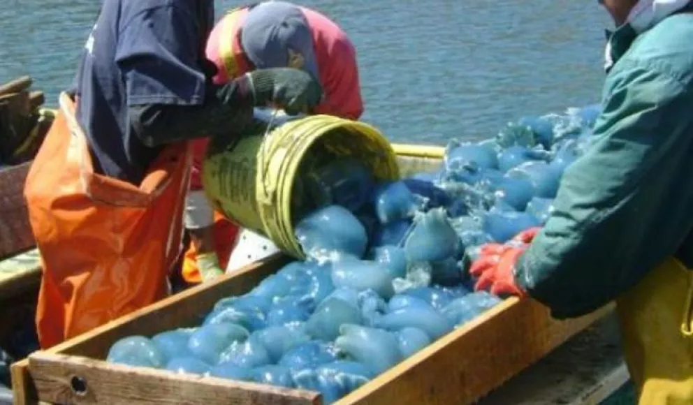 Certificarán plantas procesadoras de medusa bola de cañón para exportar a China