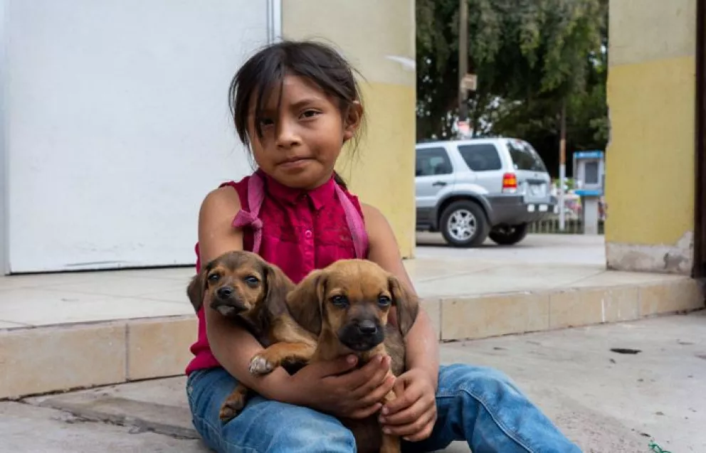 Teresita encontró 2 perritos… La misericordia de los niños