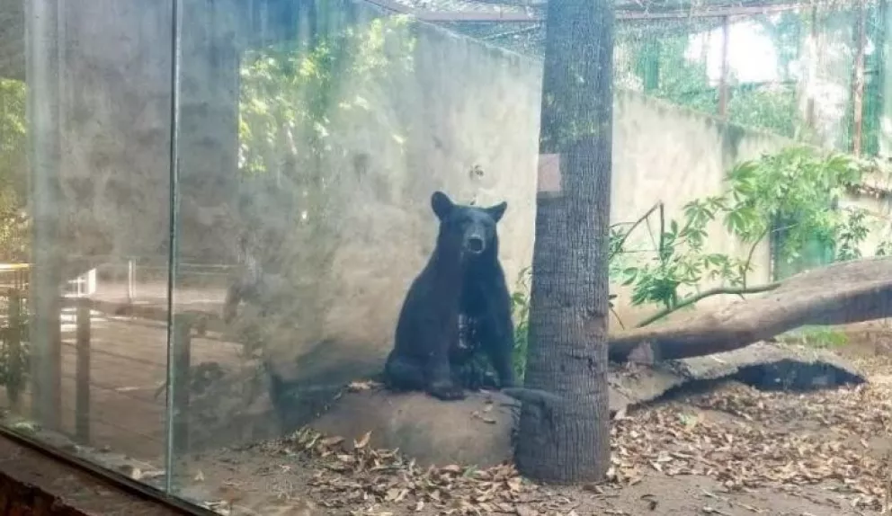 Oso negro mexicano nuevo huésped del Zoológico de Culiacán