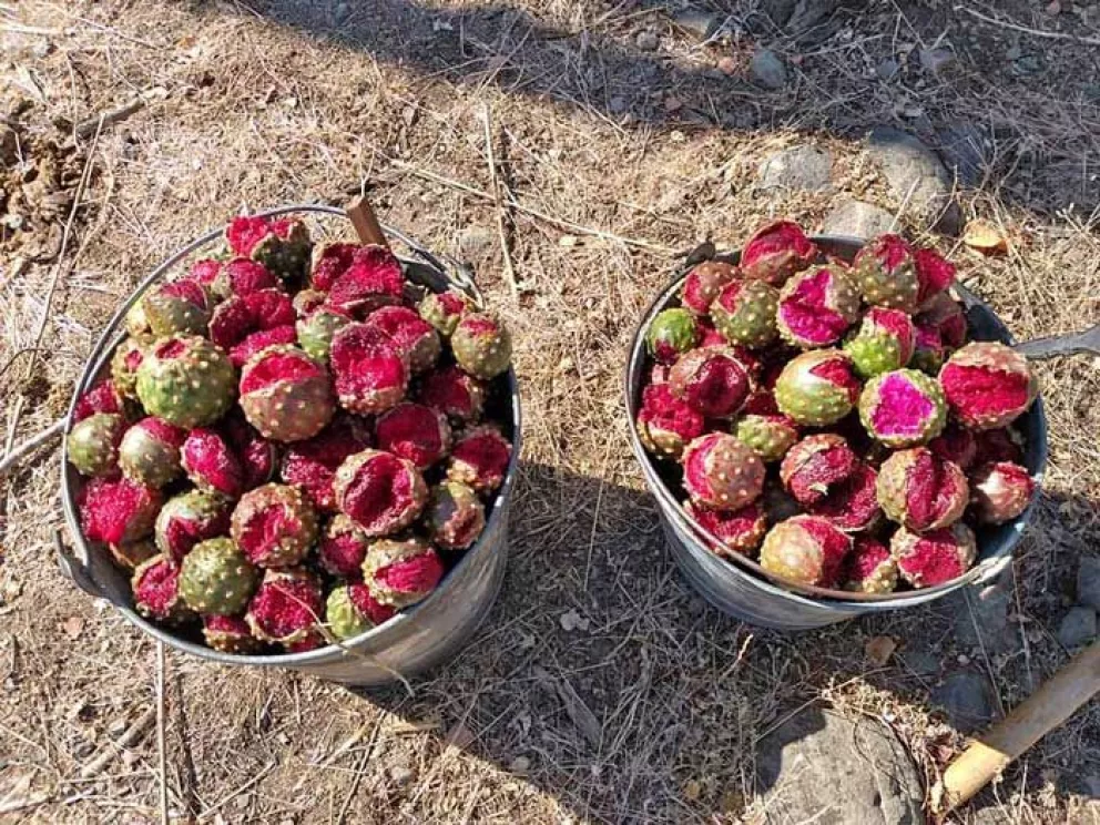 Se populariza el consumo de pitayas en Sinaloa, faltan plantaciones