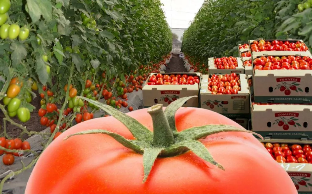 El tomate es una razón histórica de Sinaloa