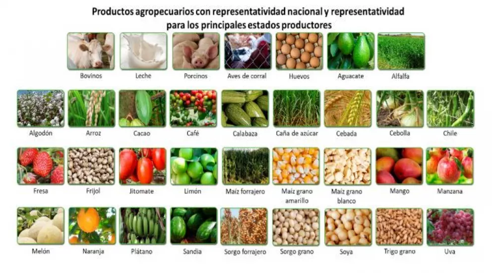 Por producción, los 7 cultivos más importantes de México