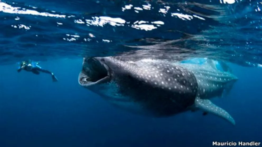Tiburón ballena dócil y tímido ante turistas viaja 20 mil kilómetros