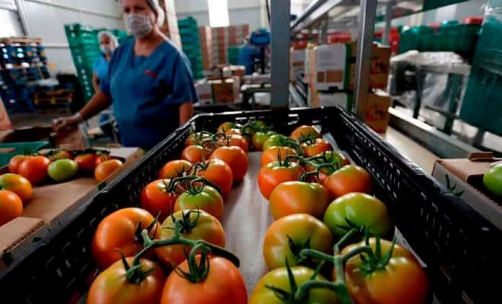 Cancelan arancel al tomate mexicano, baja estrés a agricultores de Sinaloa
