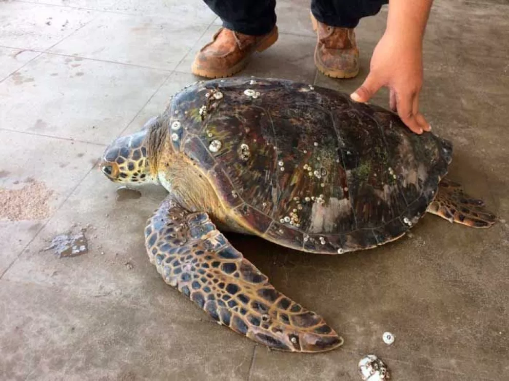 Rescatan enredada en Playa Ceuta una tortuga amenazada de extinción