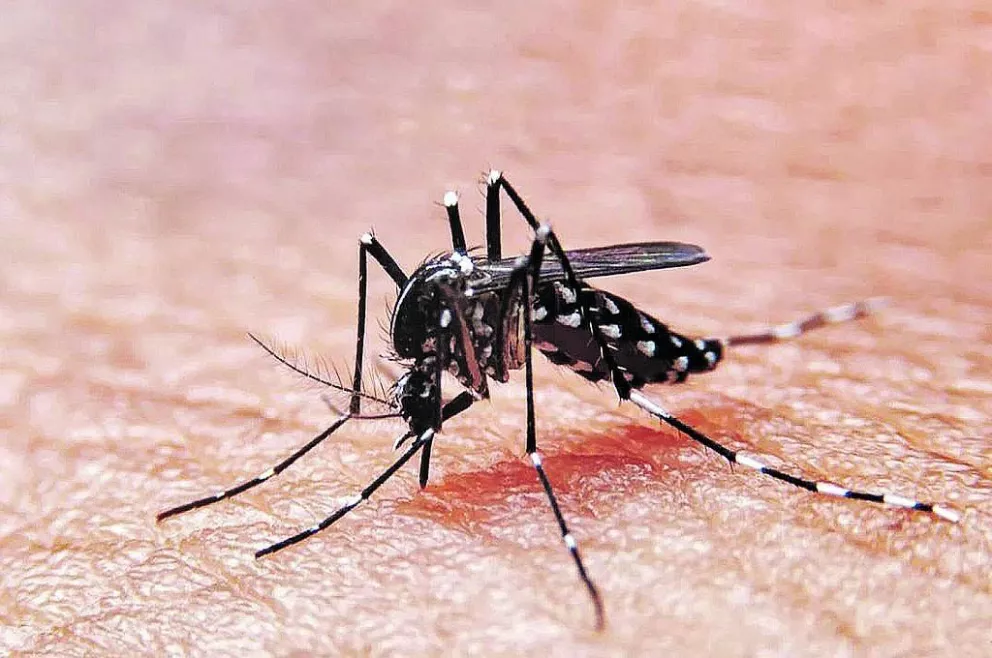 Ya se juntó el Covid con Dengue en Sinaloa
