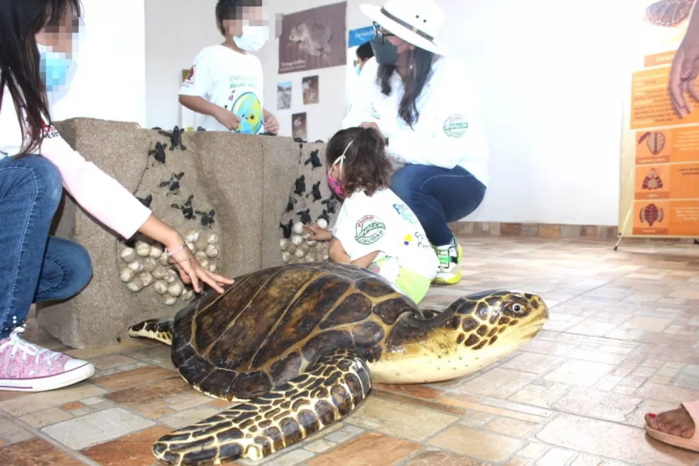 Fundación Coppel busca preservar la tortuga marina