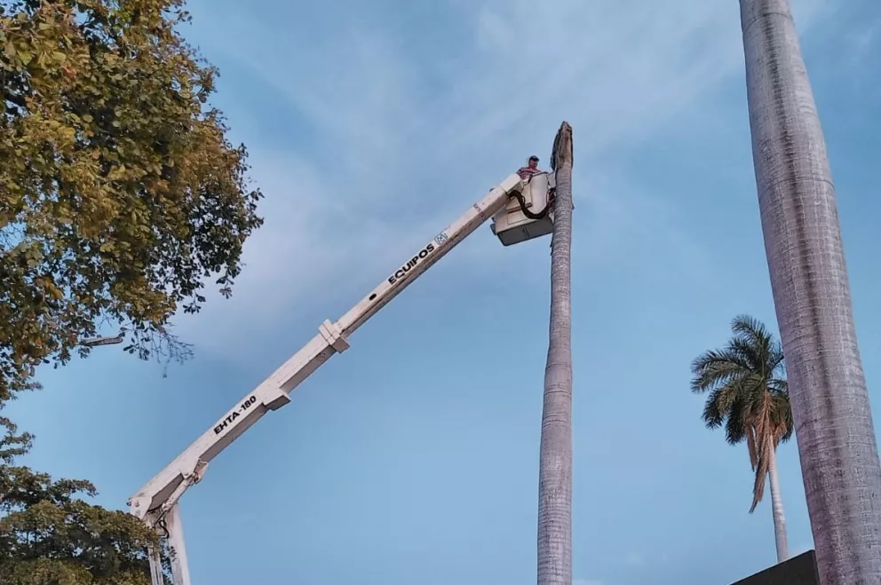 Retiran palmeras ubicadas sobre el bulevar Ciudades Hermanas