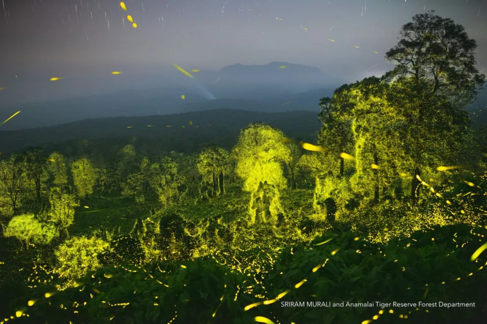 Sriram Murali muestra en imágenes millones de luciérnagas una reserva de vida silvestre de la India.