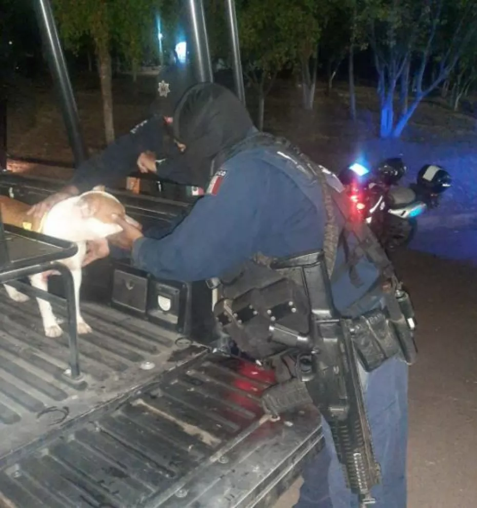 Policías de Culiacán rescatan a perrita Bull Terrier