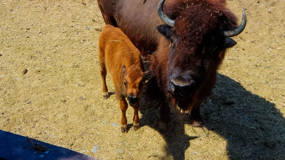 Nace bisonte hembra en Zoológico La Pastora. Foto: Cortesía