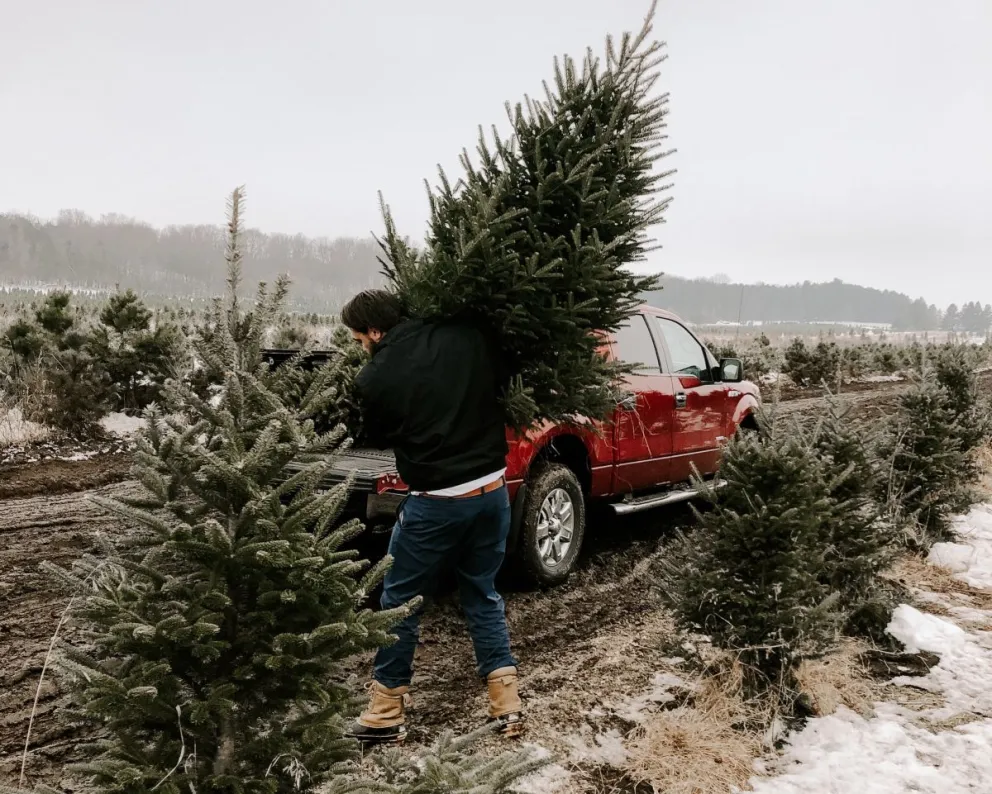 México produce y exporta árboles de Navidad