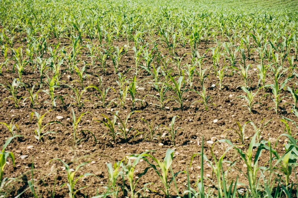 Michoacán distribuirá fertilizante gratuito a productores agrícolas. 