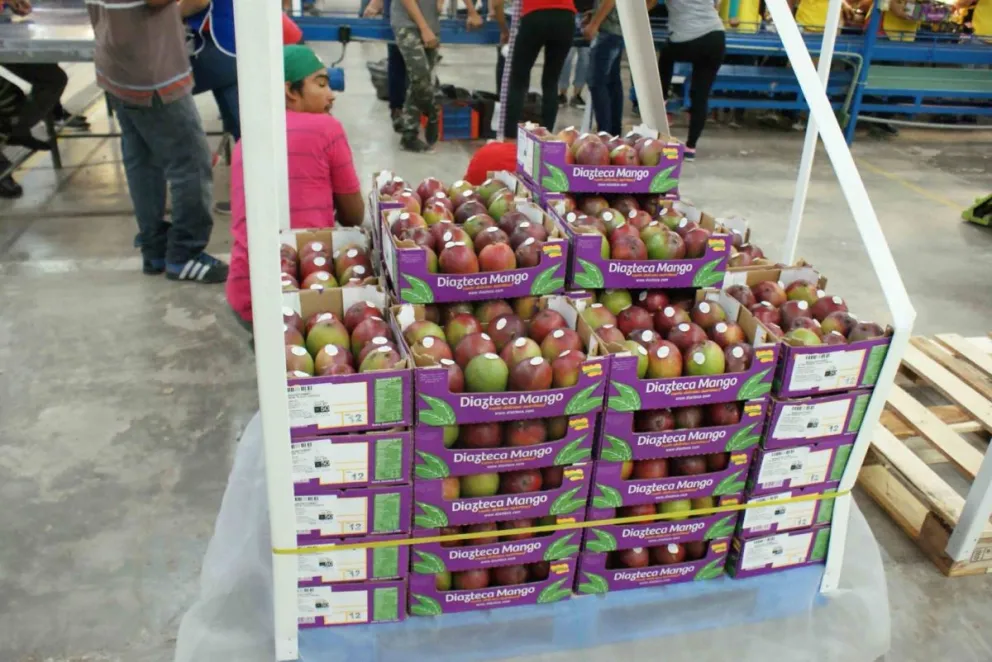 Sinaloa es el estado de México, con la mayor producción de mango, reporta la Secretaría de Agricultura. Foto: Cortesía