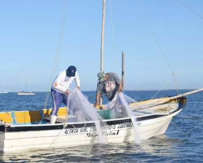 Las redes suriperas para la pesca de camarón en Sinaloa