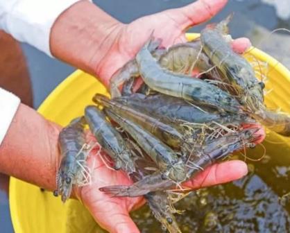 Los 5 retos de la industria de pesca del camarón, en el marco de la celebración del Festival del Camarón 2022.
