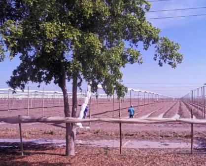 ¡Pintemos a Villa Juárez de verde! Ayudemos a plantar árboles