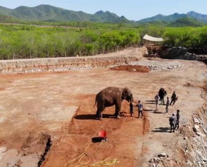 VIDEO: El elefante Big boy ya está disfrutando su nueva casa