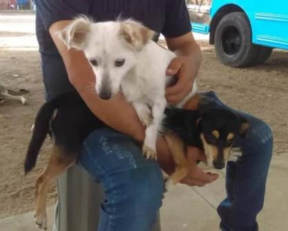 Reactivan campañas de castración de mascotas en Villa Juárez