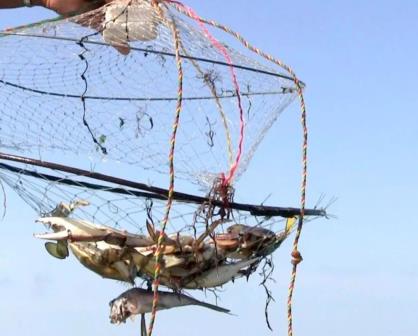 La pesquería de Jaiba con gran valor en México y Sinaloa