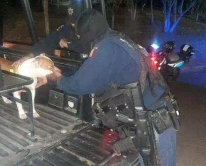 Policías de Culiacán rescatan a perrita Bull Terrier
