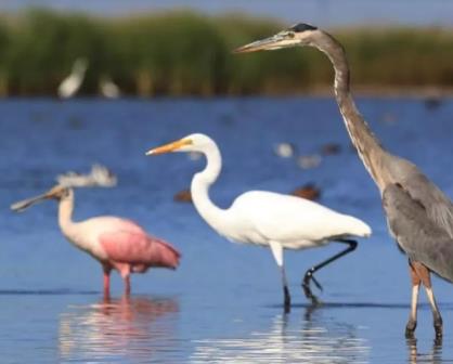 La riqueza ornitológica del sitio Ramsar (2025) "Sistema Lagunar Santa María, Topolobampo y Ohuira"