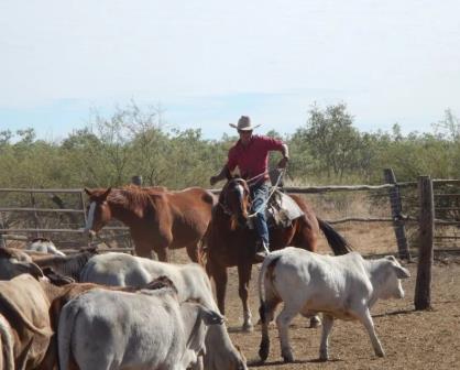 Gobierno de Nuevo León autoriza incremento histórico en apoyo a ganaderos